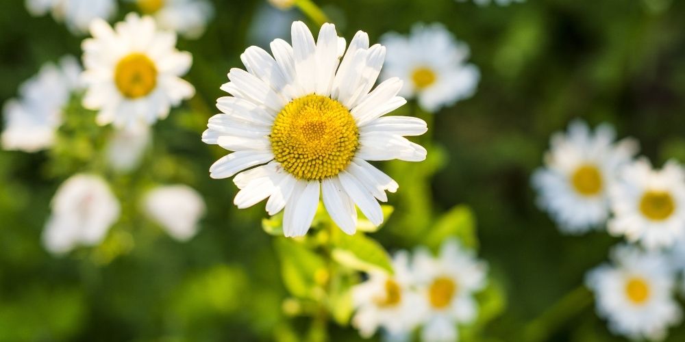 Maska pro blondýny Maska pro blondýny