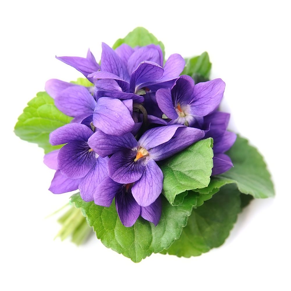 IBOLYA MINT ILLATÖSSZETEVŐ