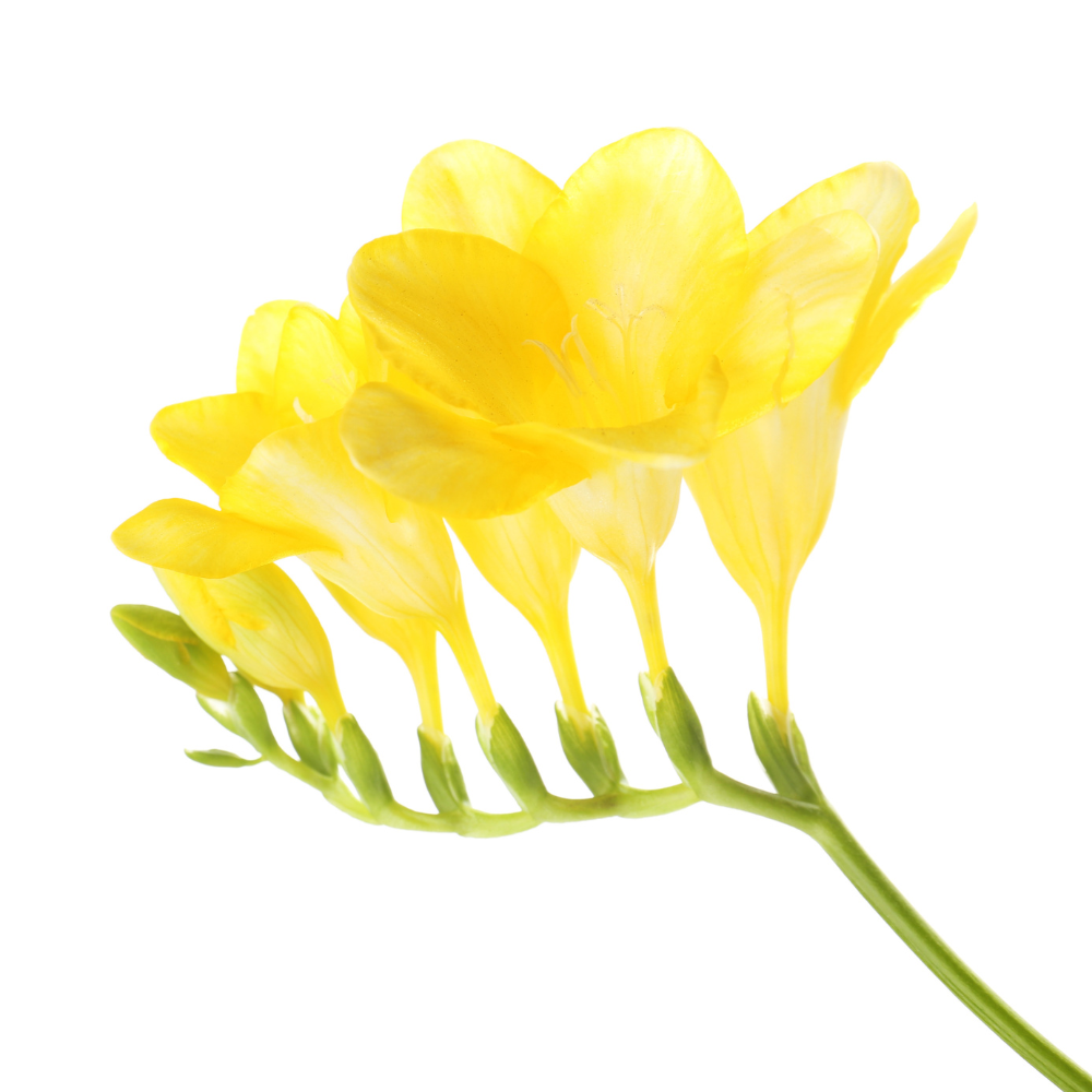 FRÉZIA MINT ILLATÖSSZETEVŐ