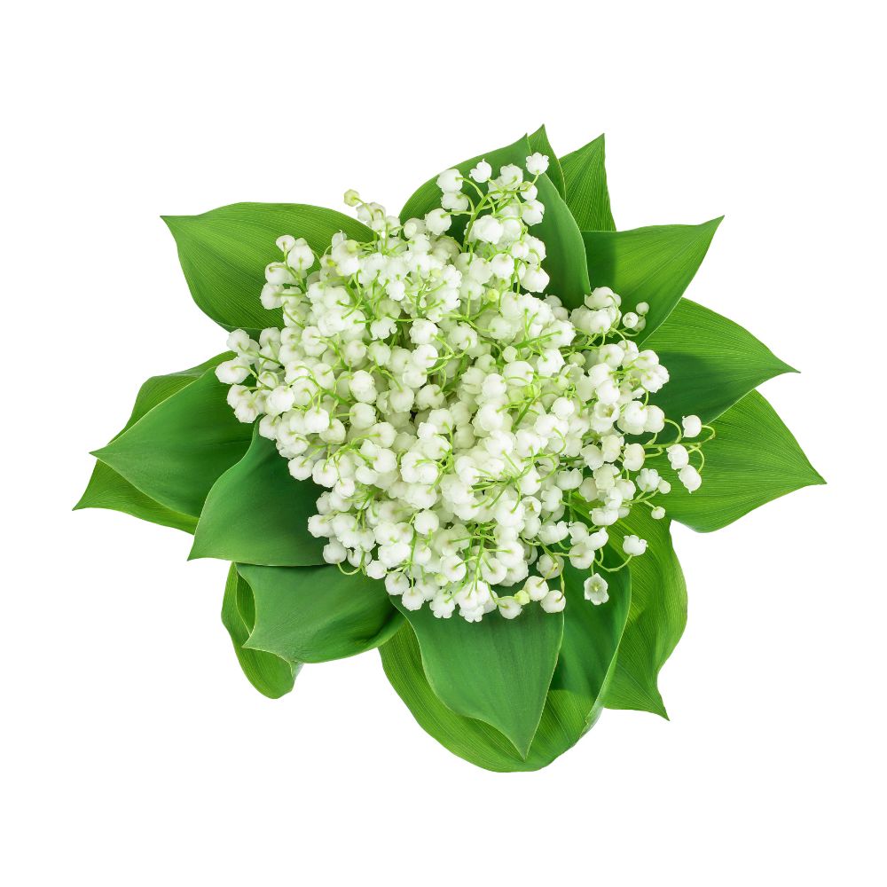 GYÖNGYVIRÁG MINT ILLATÖSSZETEVŐ