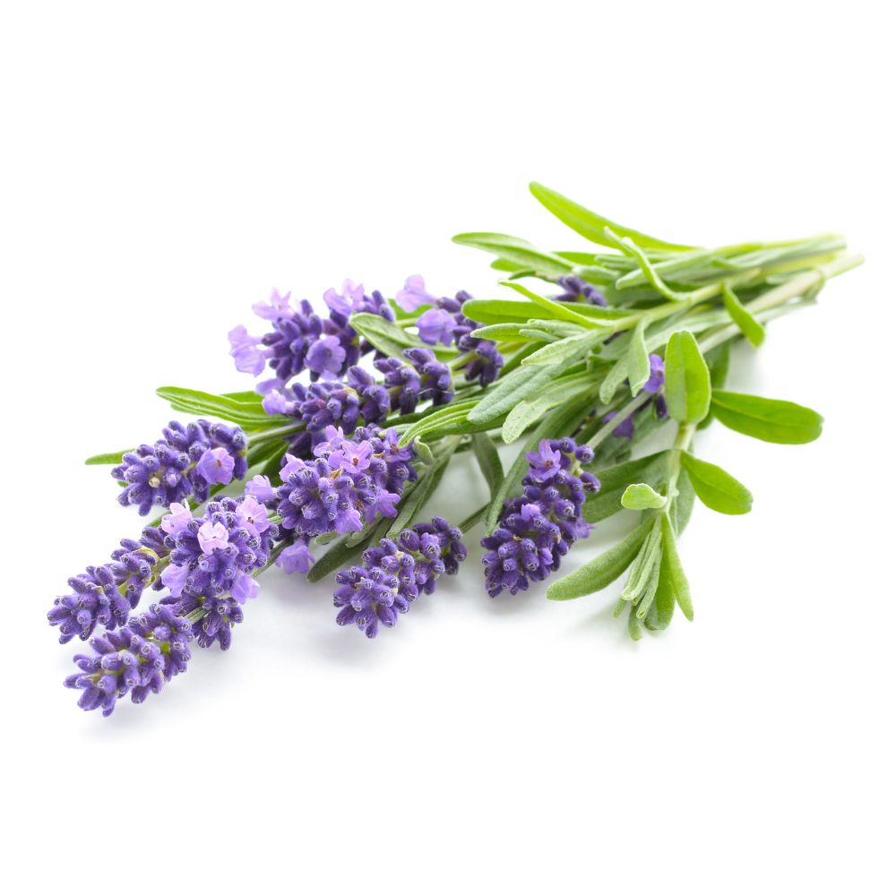 LEVENDULA  MINT ILLATÖSSZETEVŐ