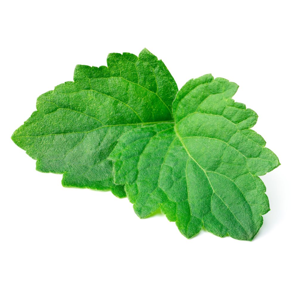 PACSULI MINT ILLATÖSSZETEVŐ