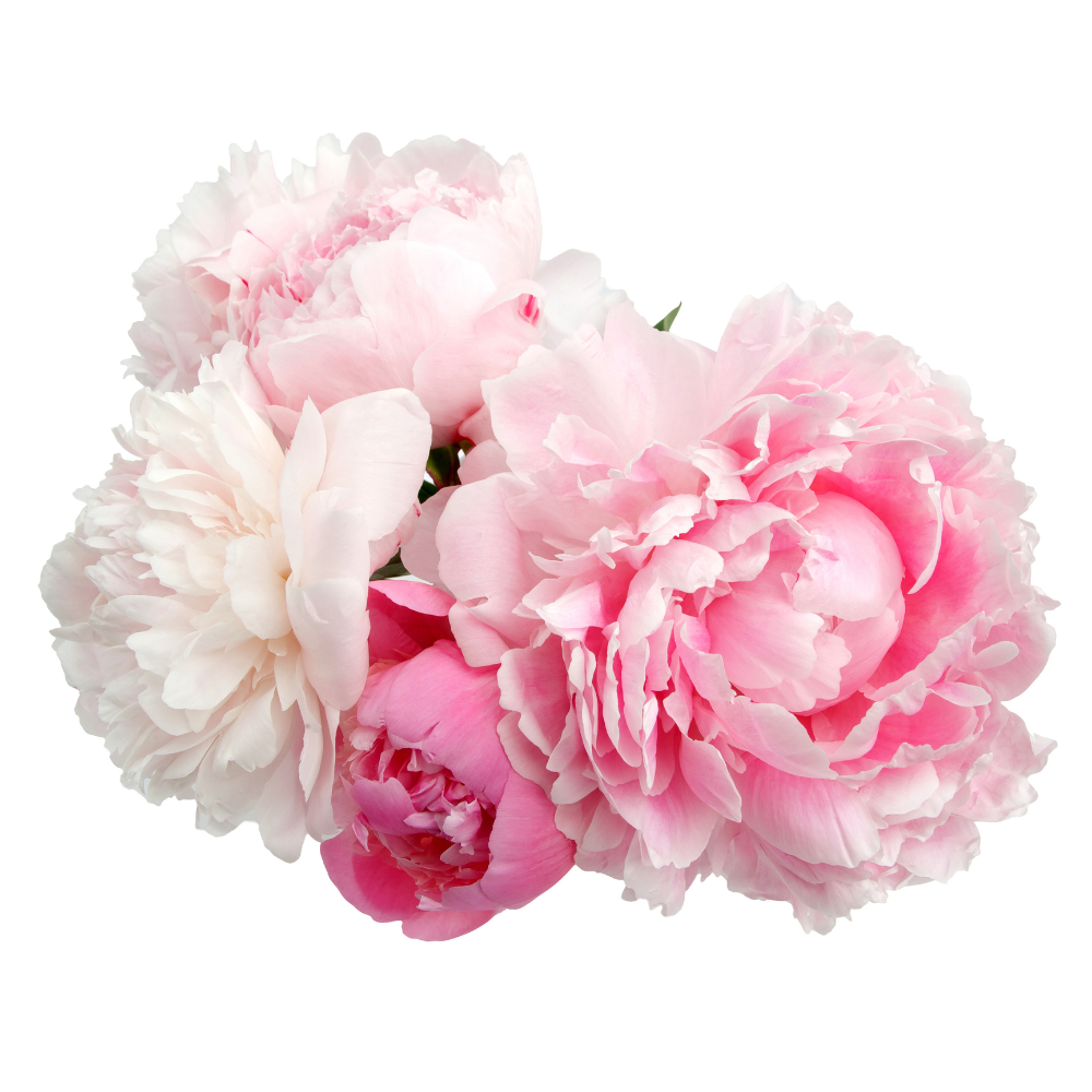 BAZSARÓZSA MINT ILLATÖSSZETEVŐ