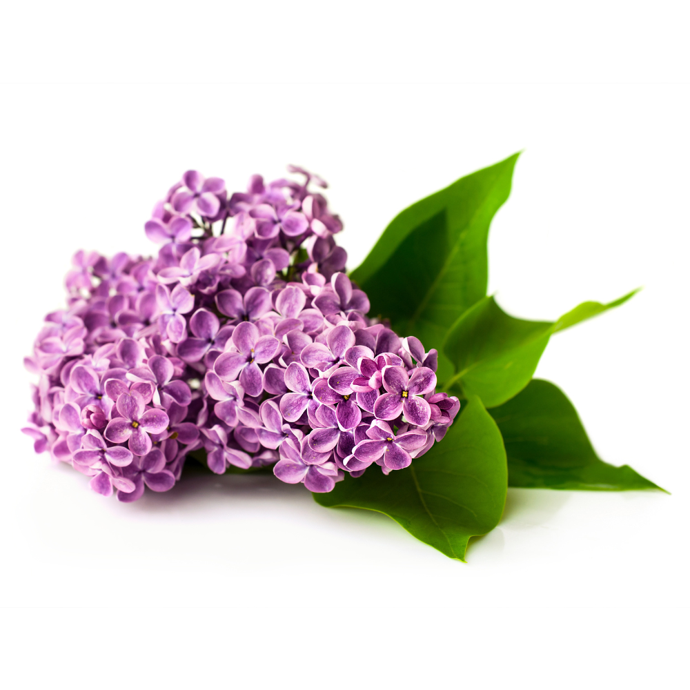 ORGONA MINT ILLATÖSSZETEVŐ