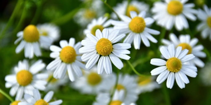 Kamillafőzet szőke hajra