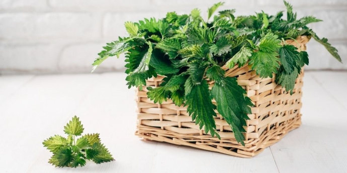 Csalán a sötét hajért